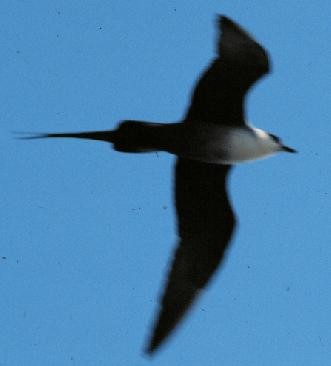 Long-tailed Jaeger - ML61335291