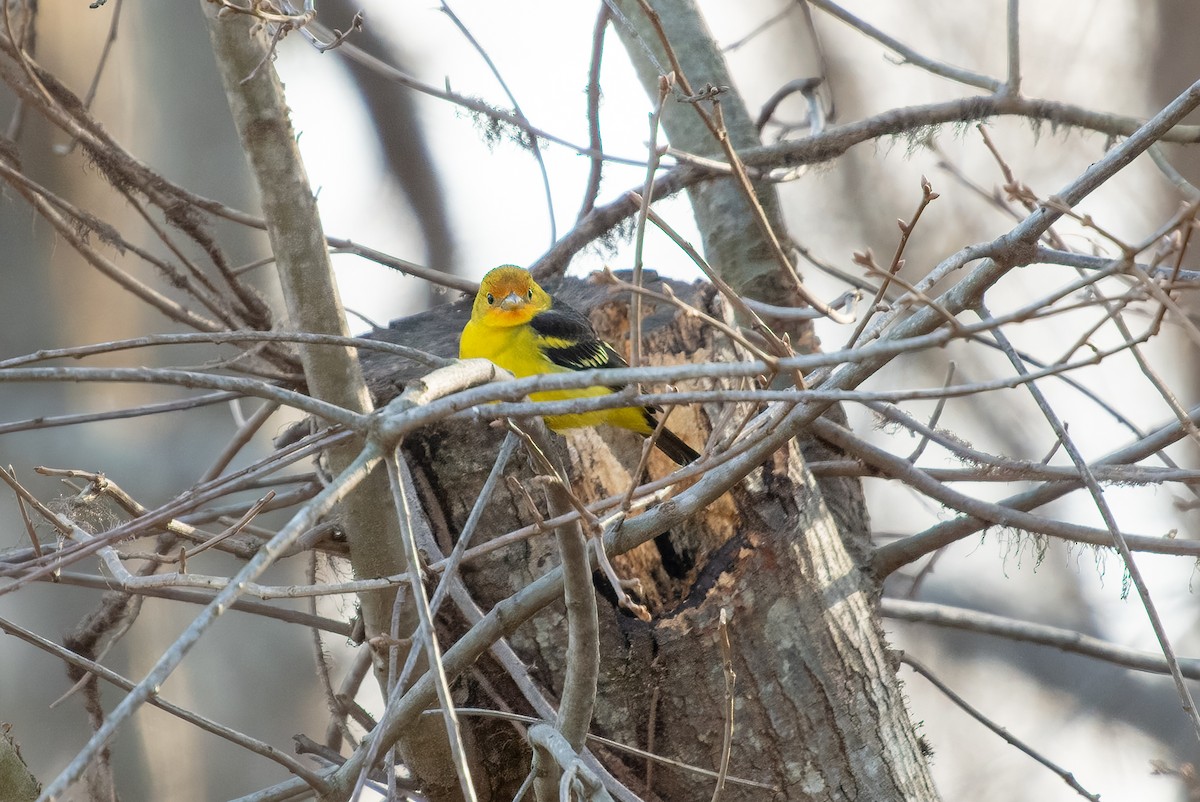 Western Tanager - ML613352954