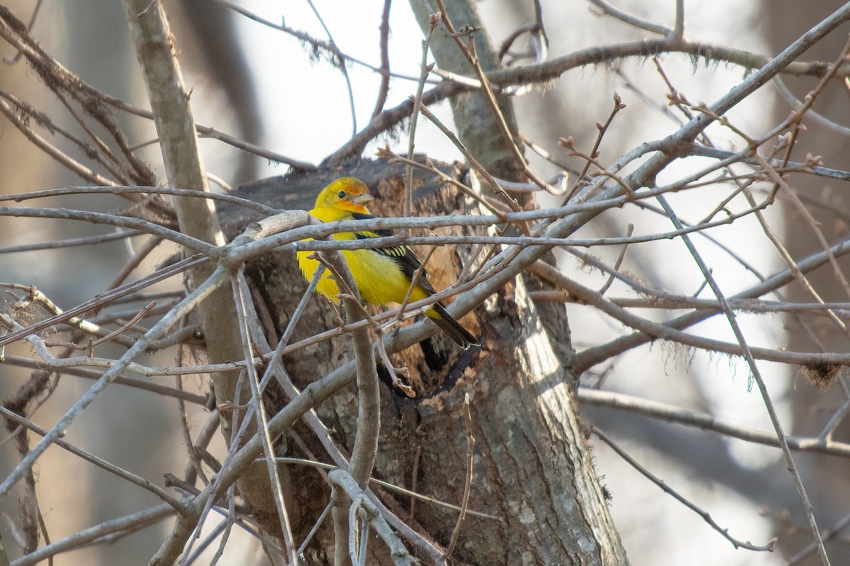 Western Tanager - ML613352955