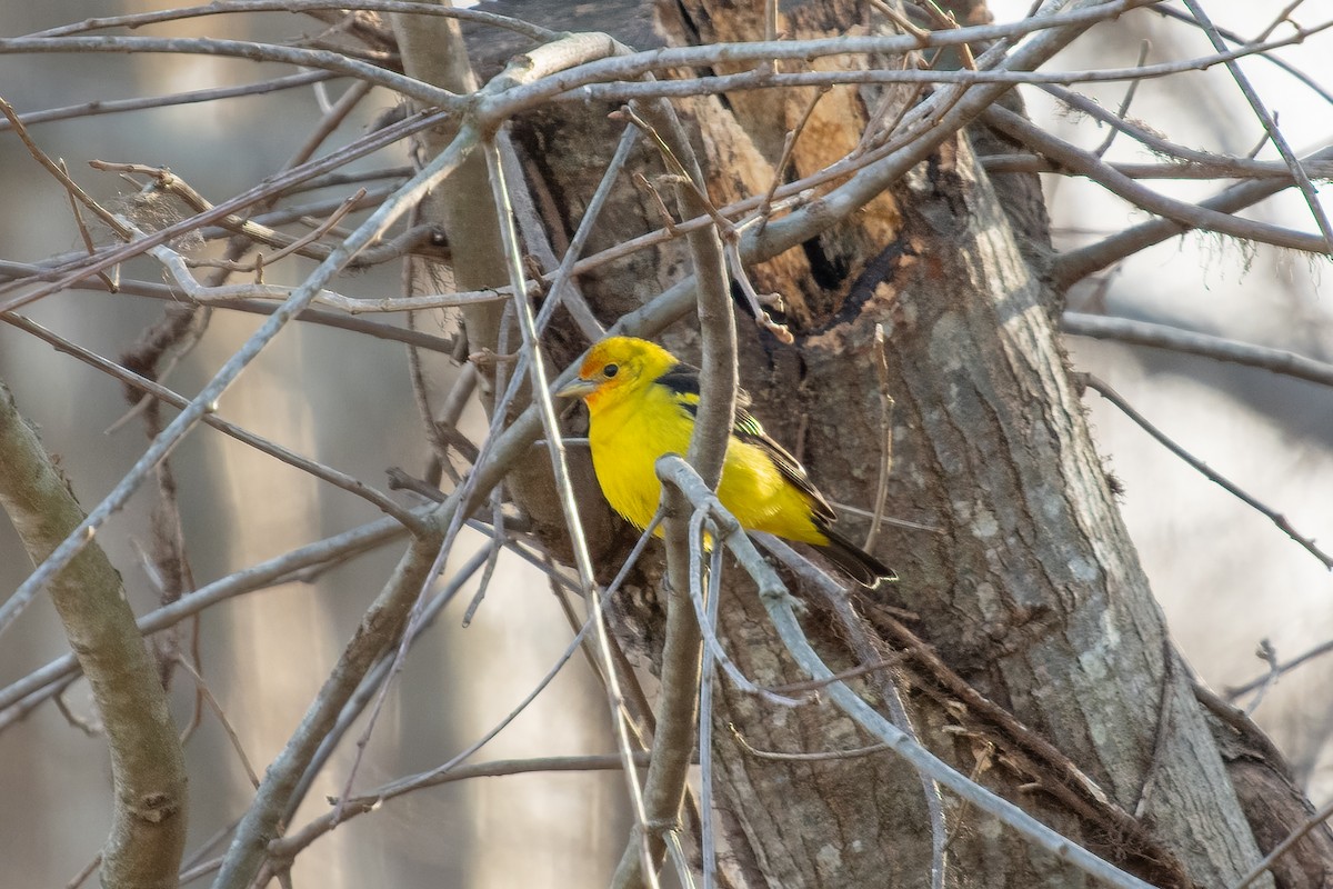 Western Tanager - ML613352957