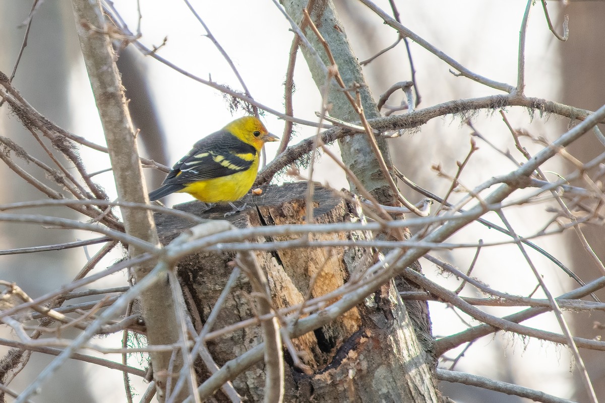 Western Tanager - ML613352958