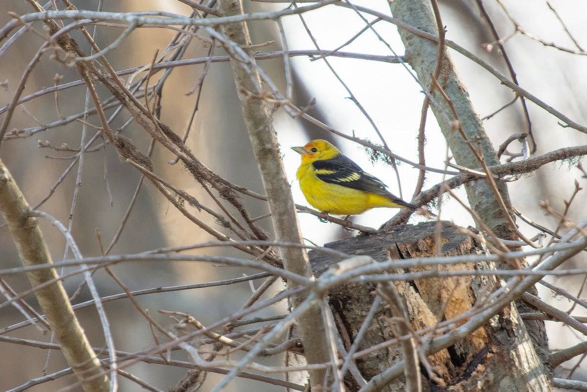 Western Tanager - ML613352959