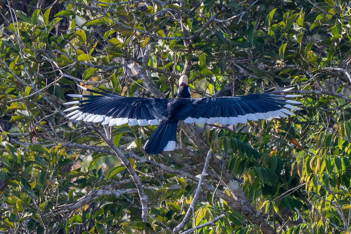 Oriental Pied-Hornbill - ML613352969