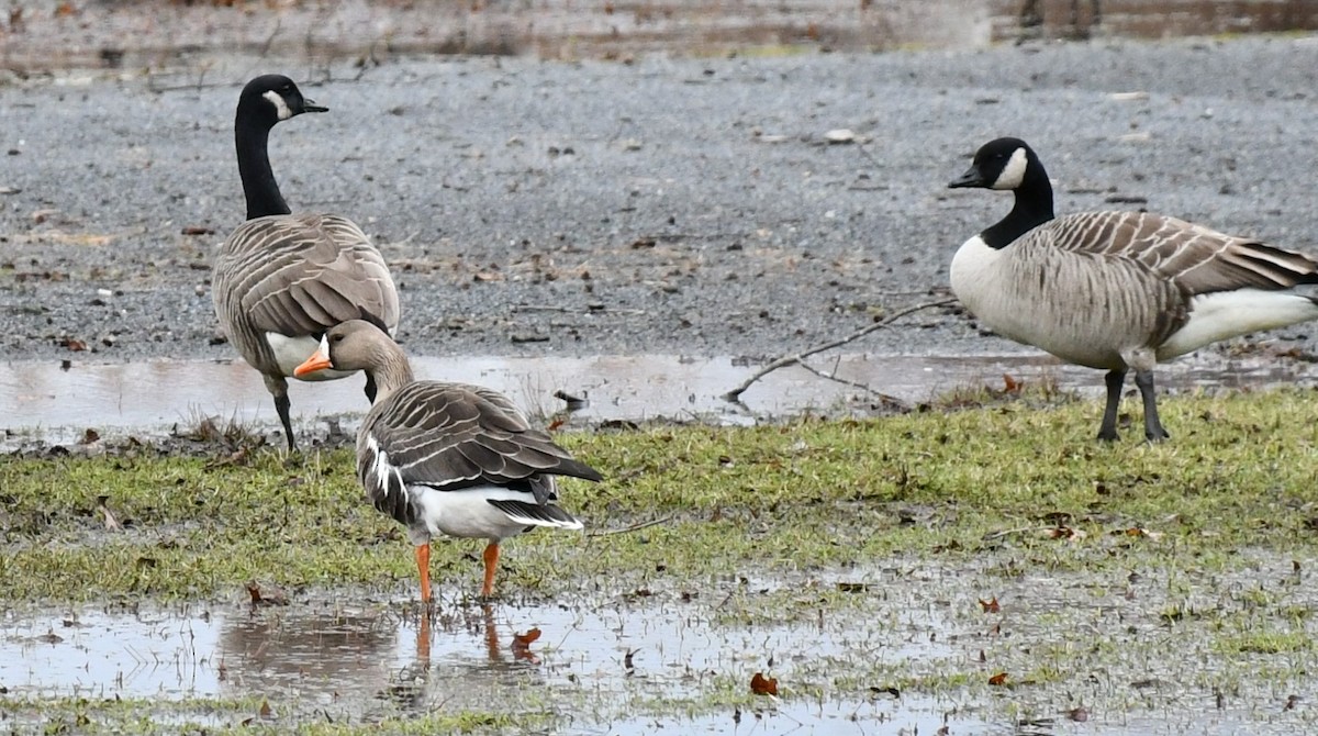 Greater White-fronted Goose - ML613353002