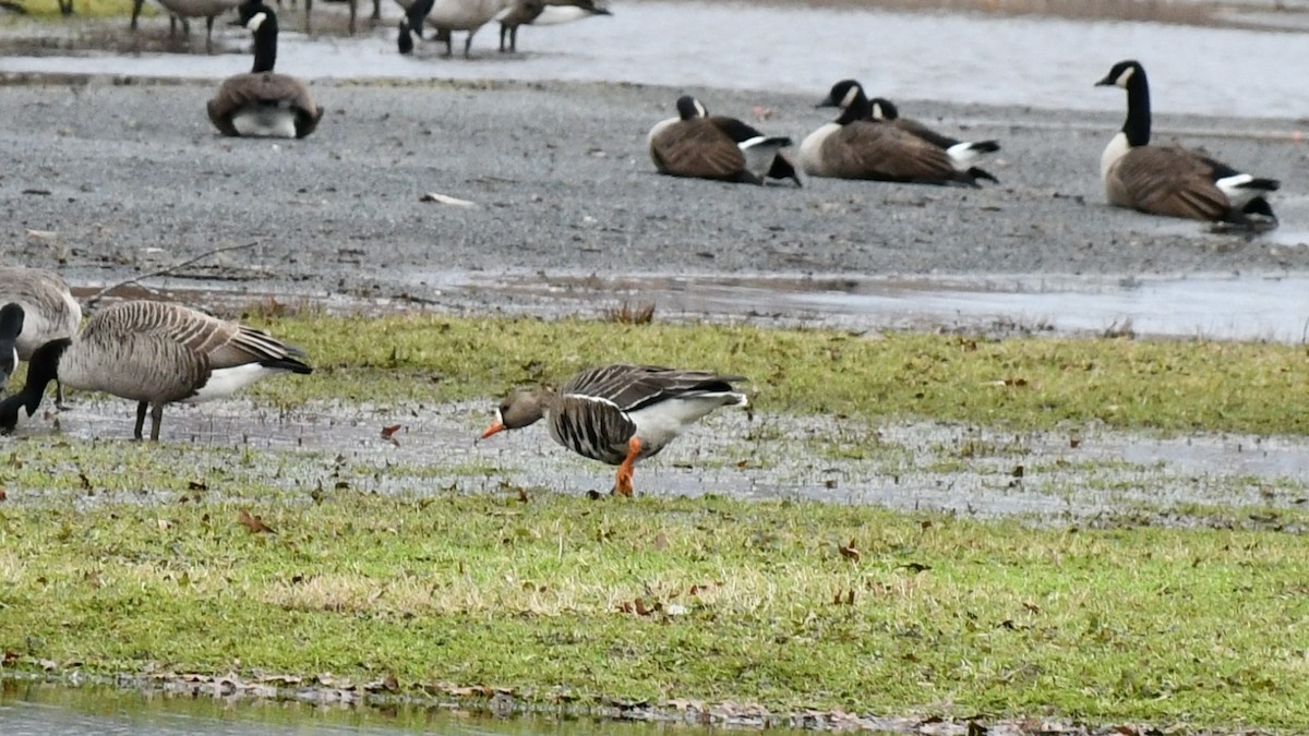 Greater White-fronted Goose - ML613353012