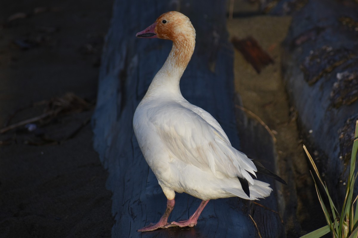 Snow Goose - ML613353017