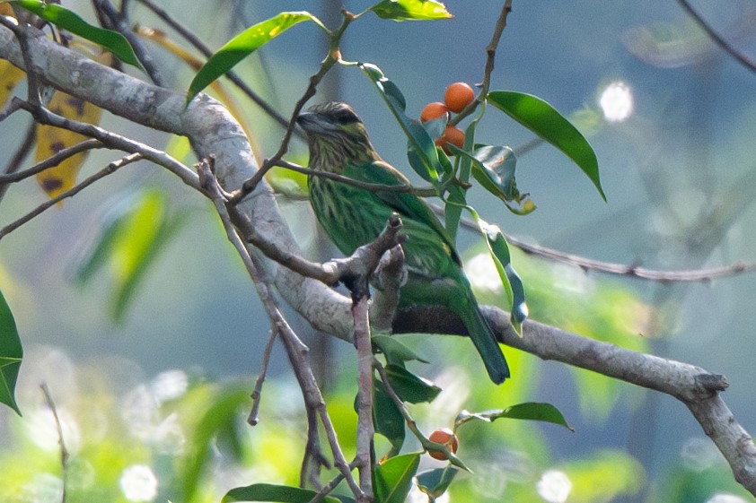 Yeşil Kulaklı Barbet - ML613353028