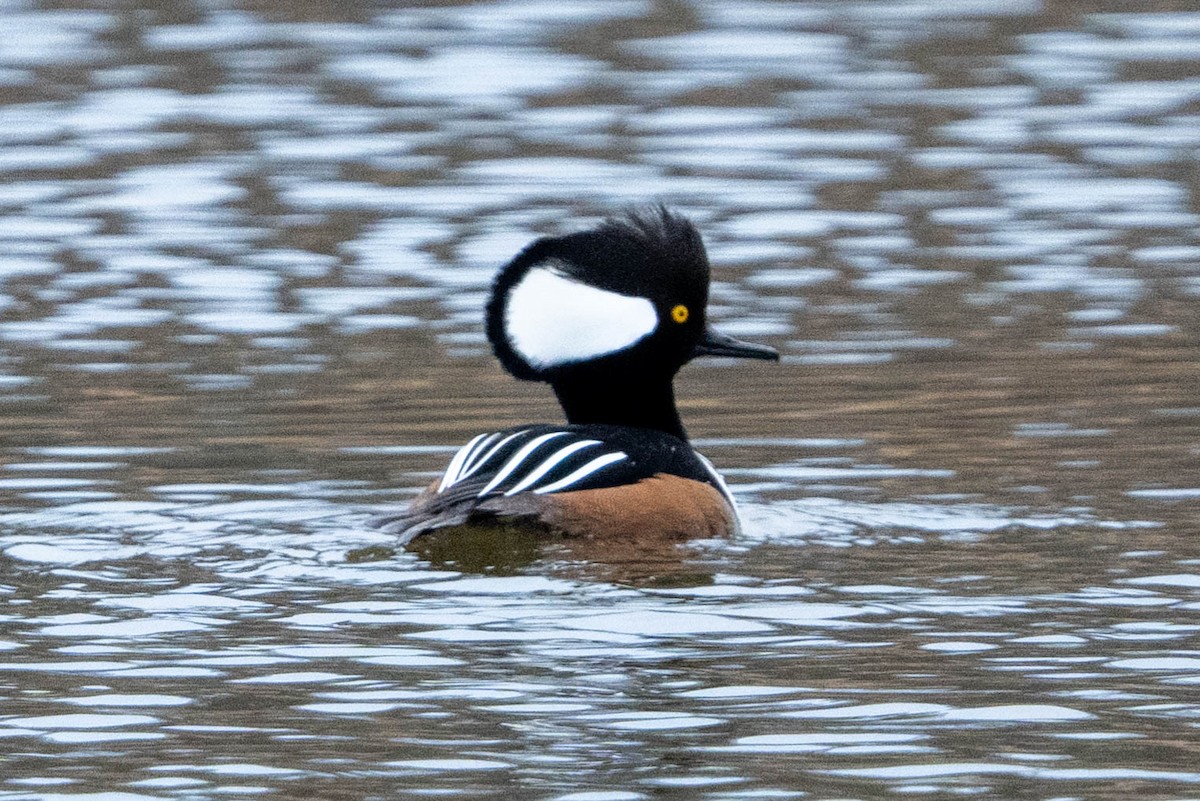 Hooded Merganser - ML613353108