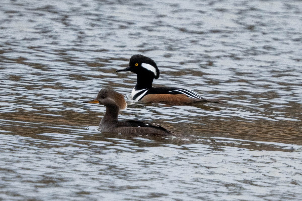 Hooded Merganser - ML613353109