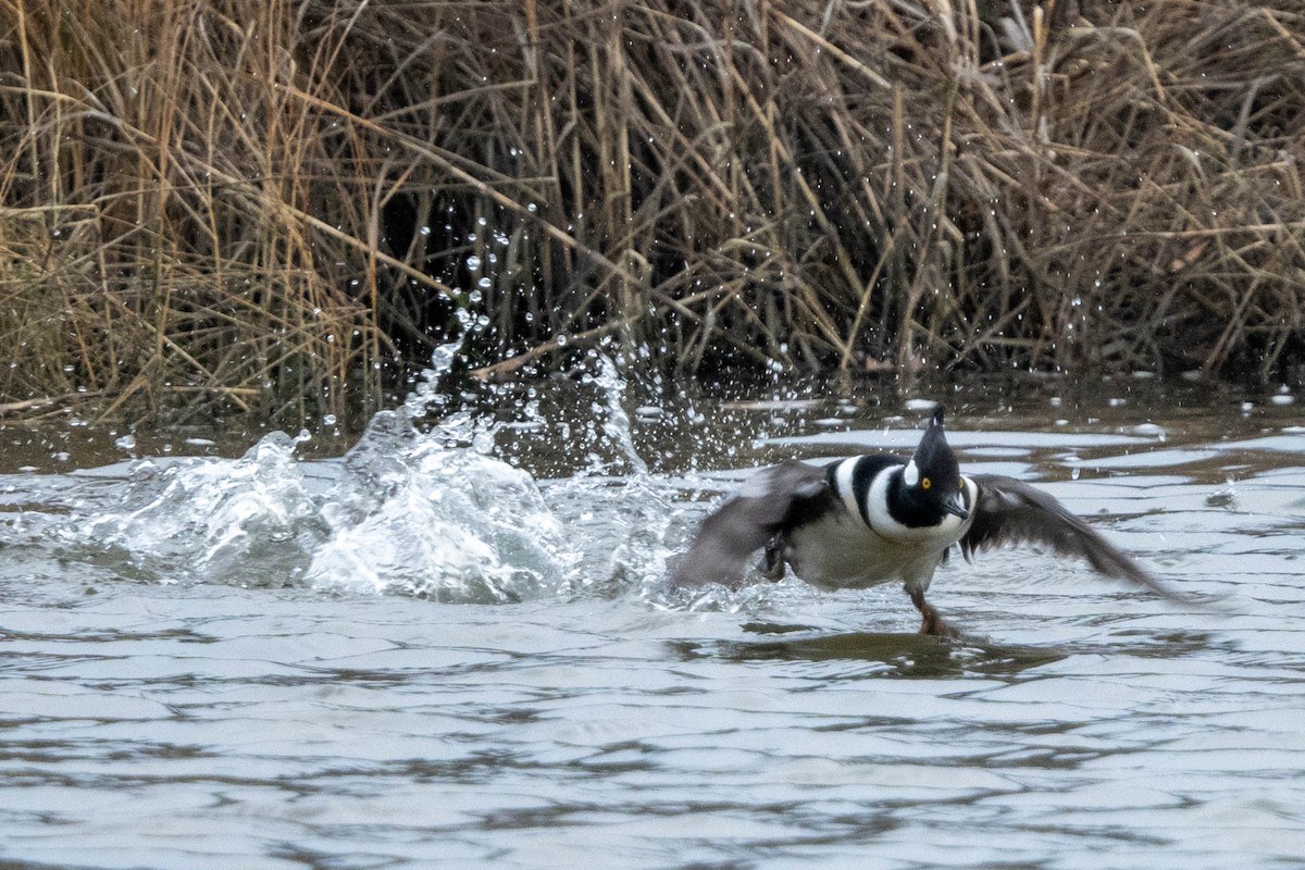 Hooded Merganser - ML613353110
