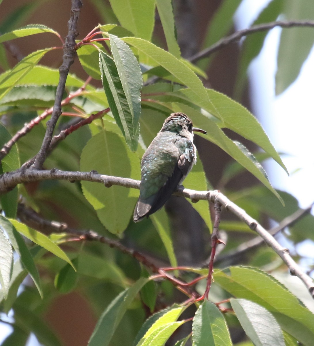 White-bellied Hummingbird - ML613353153