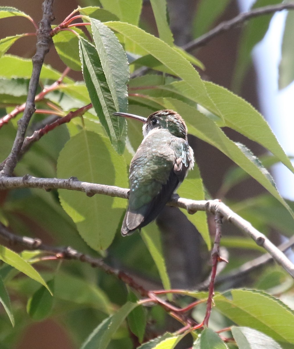 White-bellied Hummingbird - ML613353158