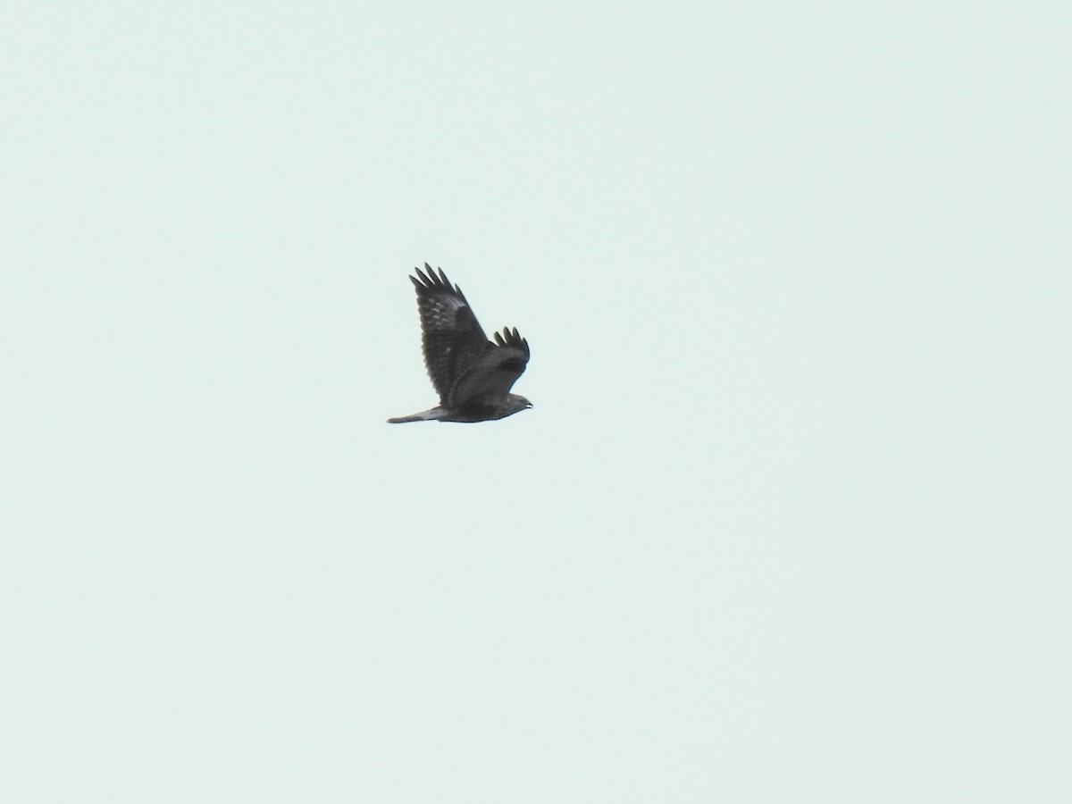 Rough-legged Hawk - ML613353177