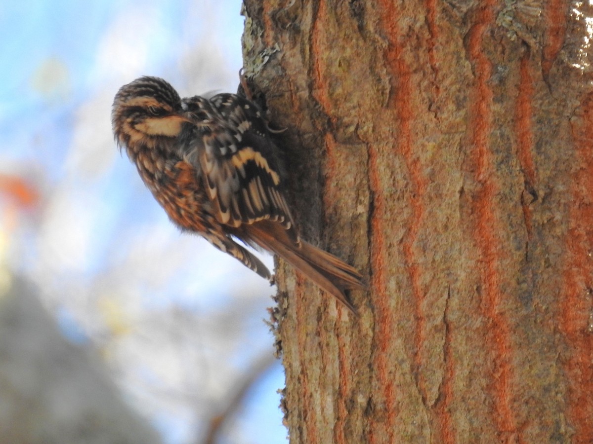 Brown Creeper - ML613353307