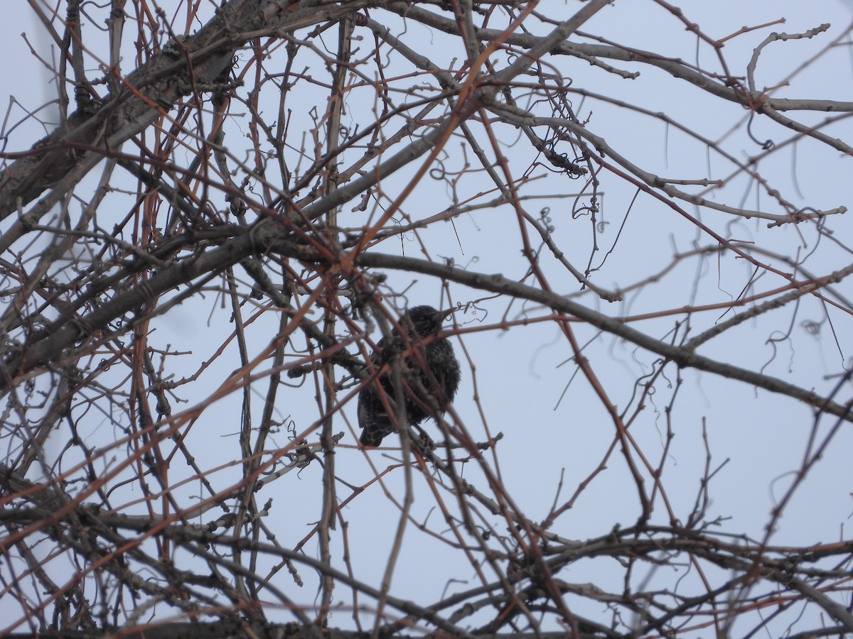 European Starling - ML613353318