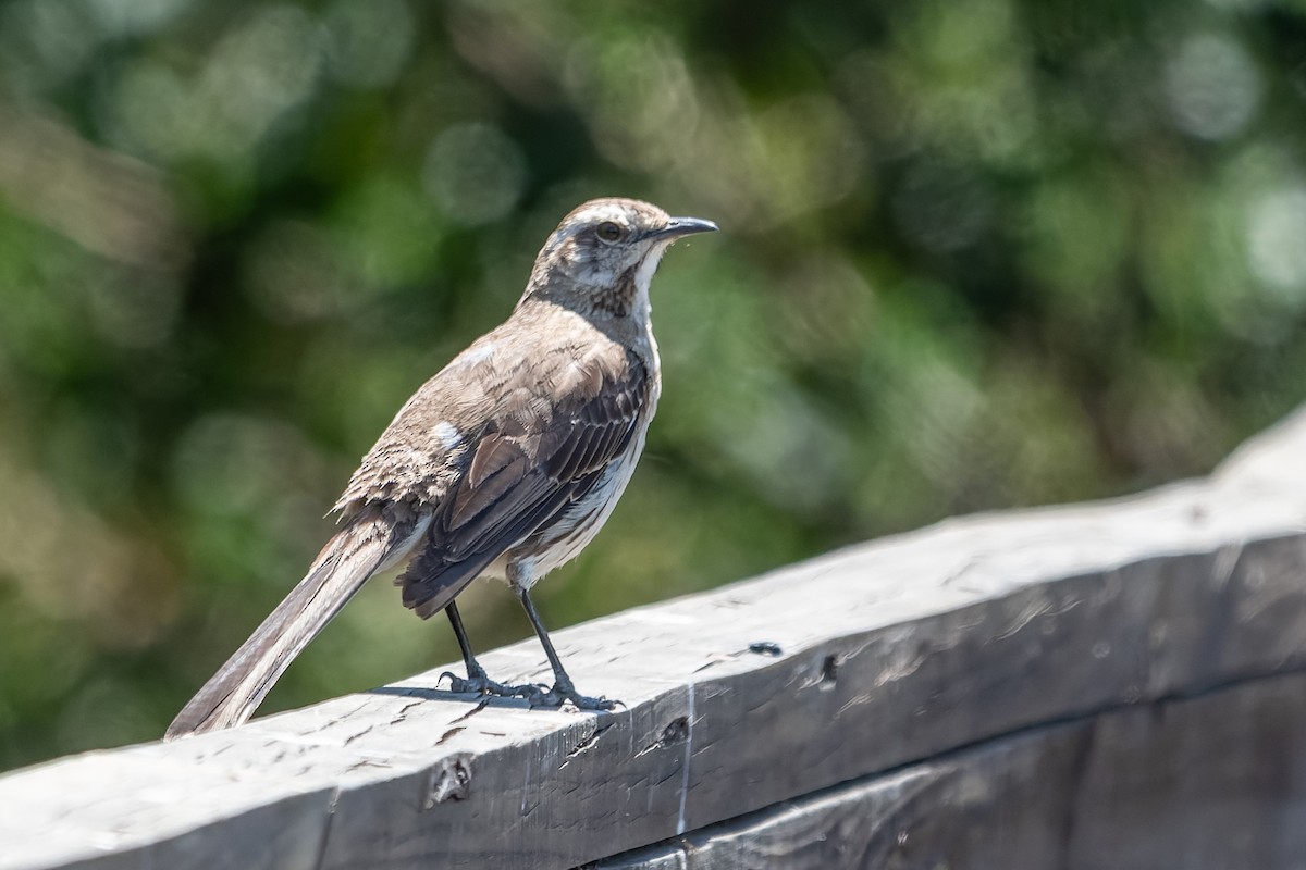 Chilean Mockingbird - ML613353355