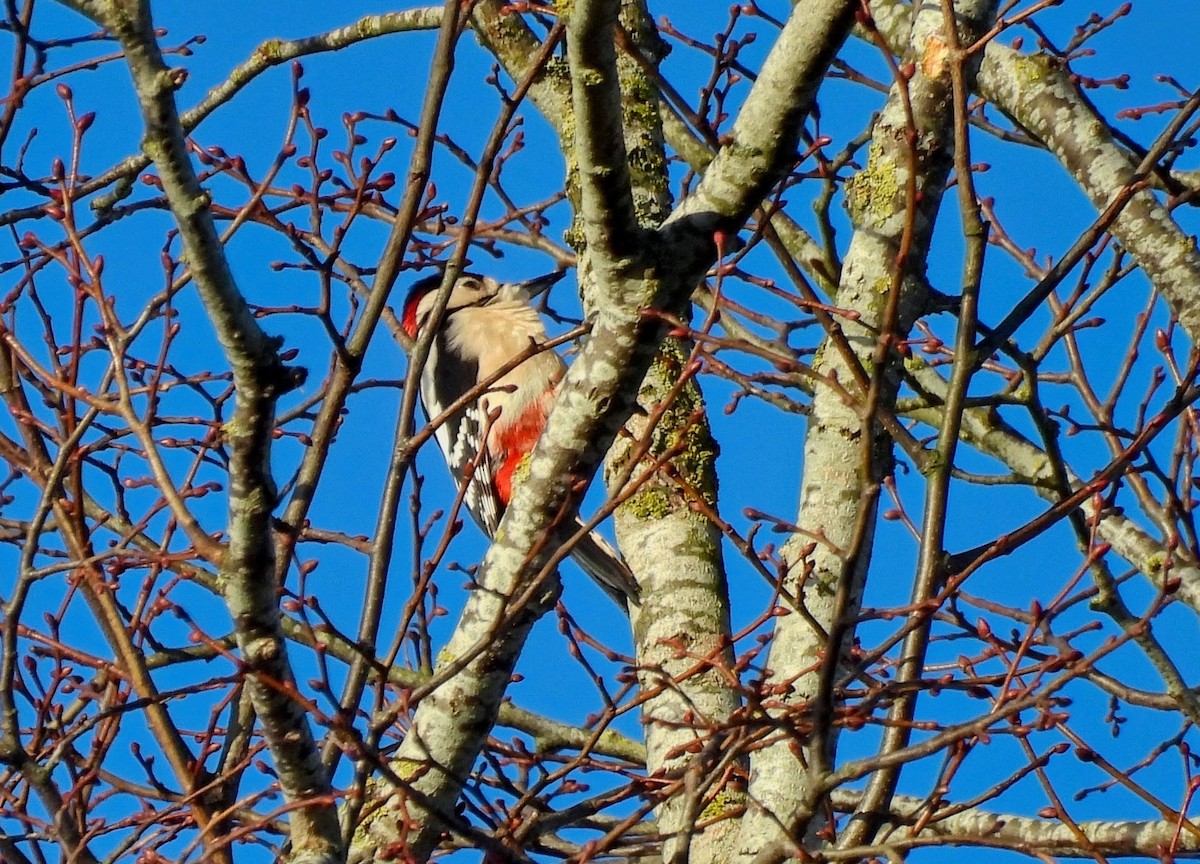 Great Spotted Woodpecker - ML613353399