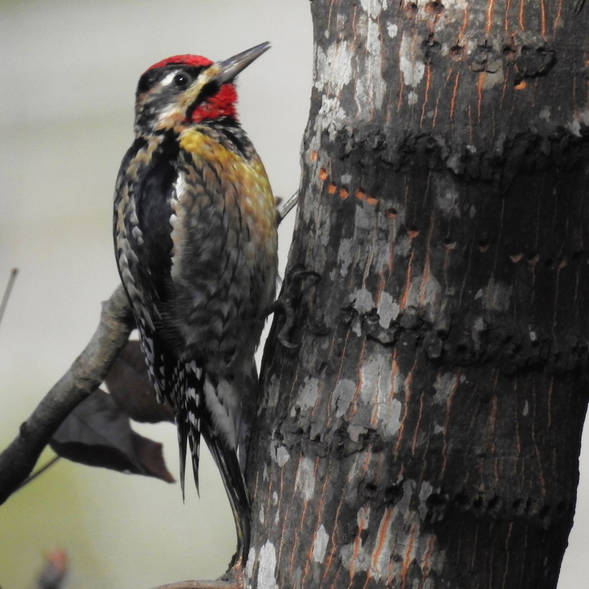 Yellow-bellied Sapsucker - Roger Massey