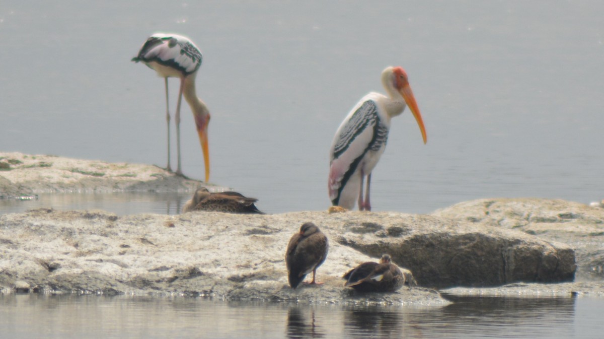 Painted Stork - ML613353447