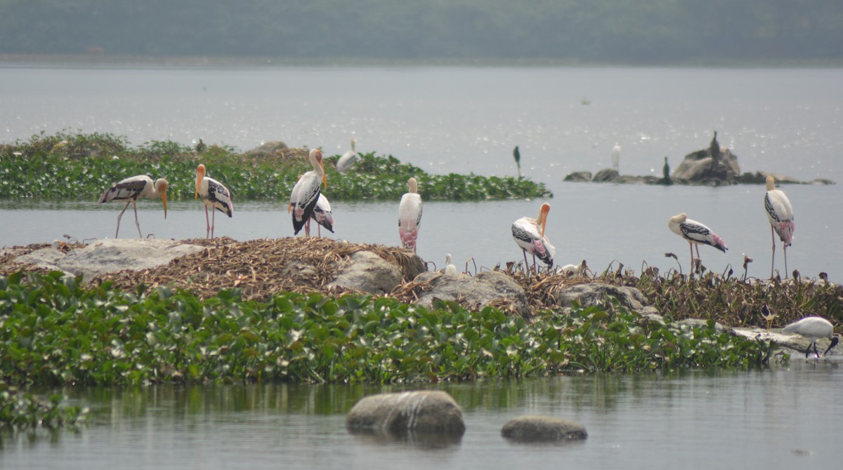 Painted Stork - ML613353448