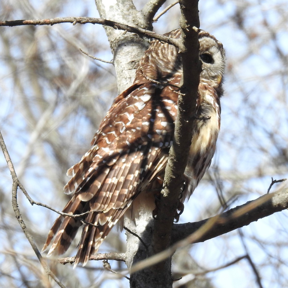 Barred Owl - ML613353468