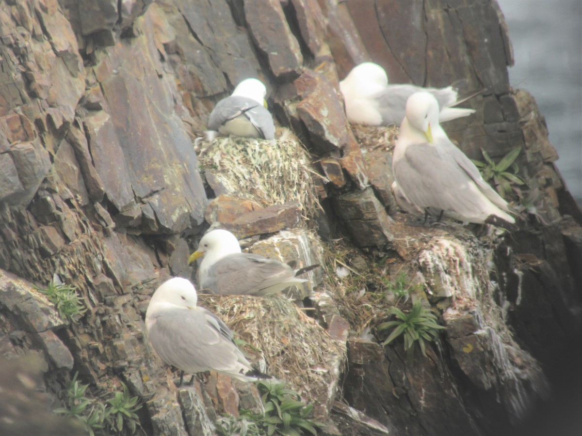 Black-legged Kittiwake - ML613353484