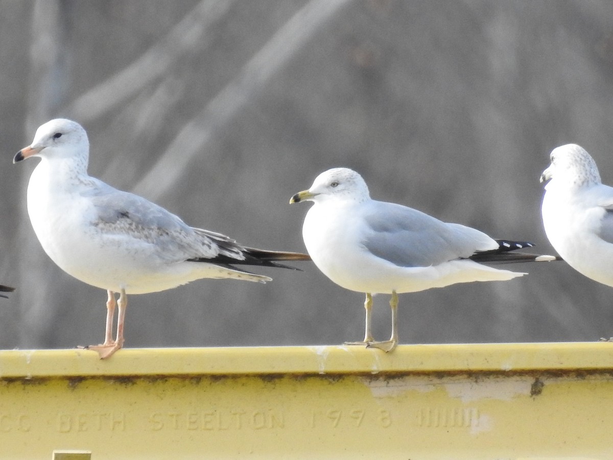 Ring-billed Gull - ML613353511