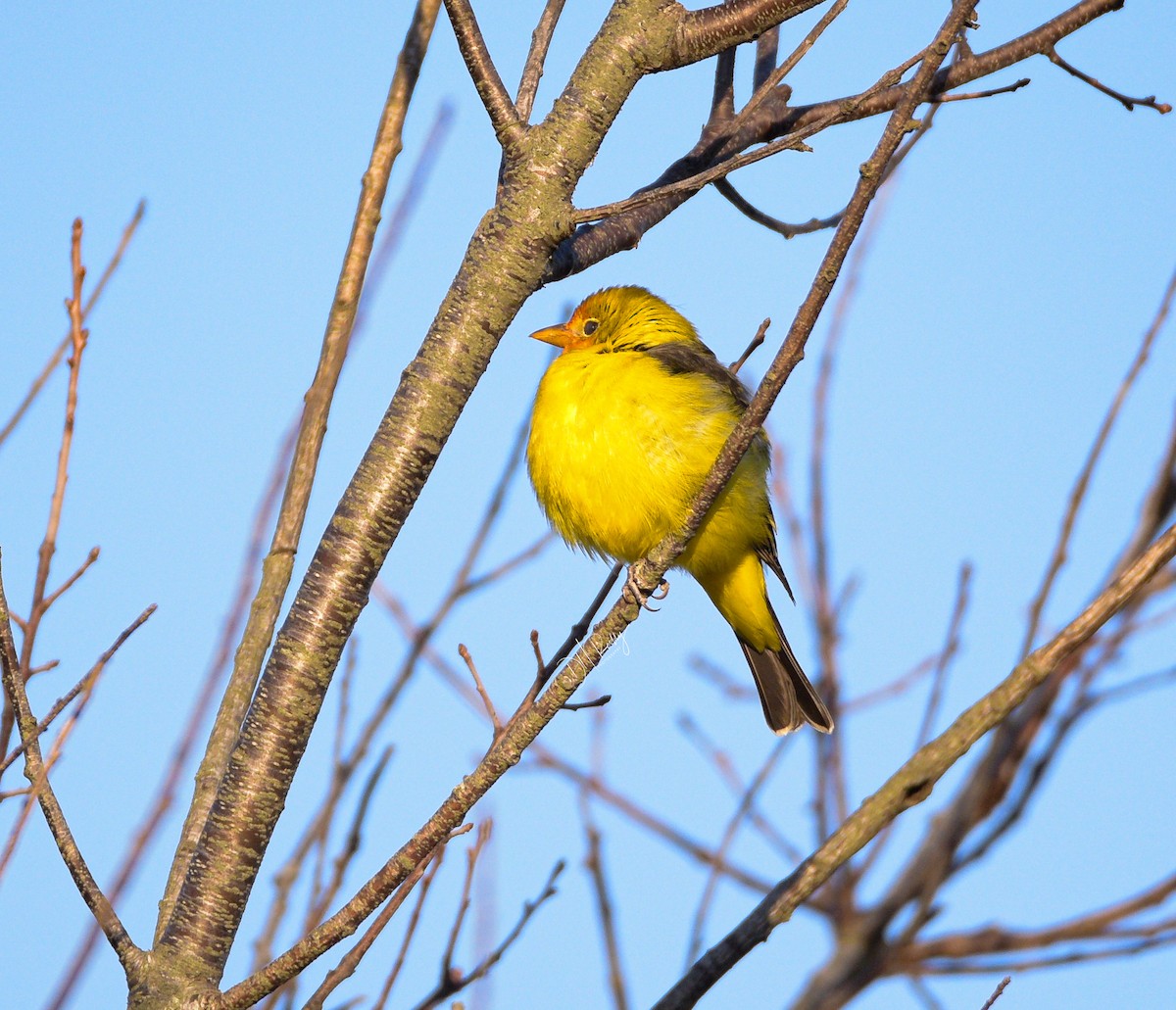 Western Tanager - ML613353517