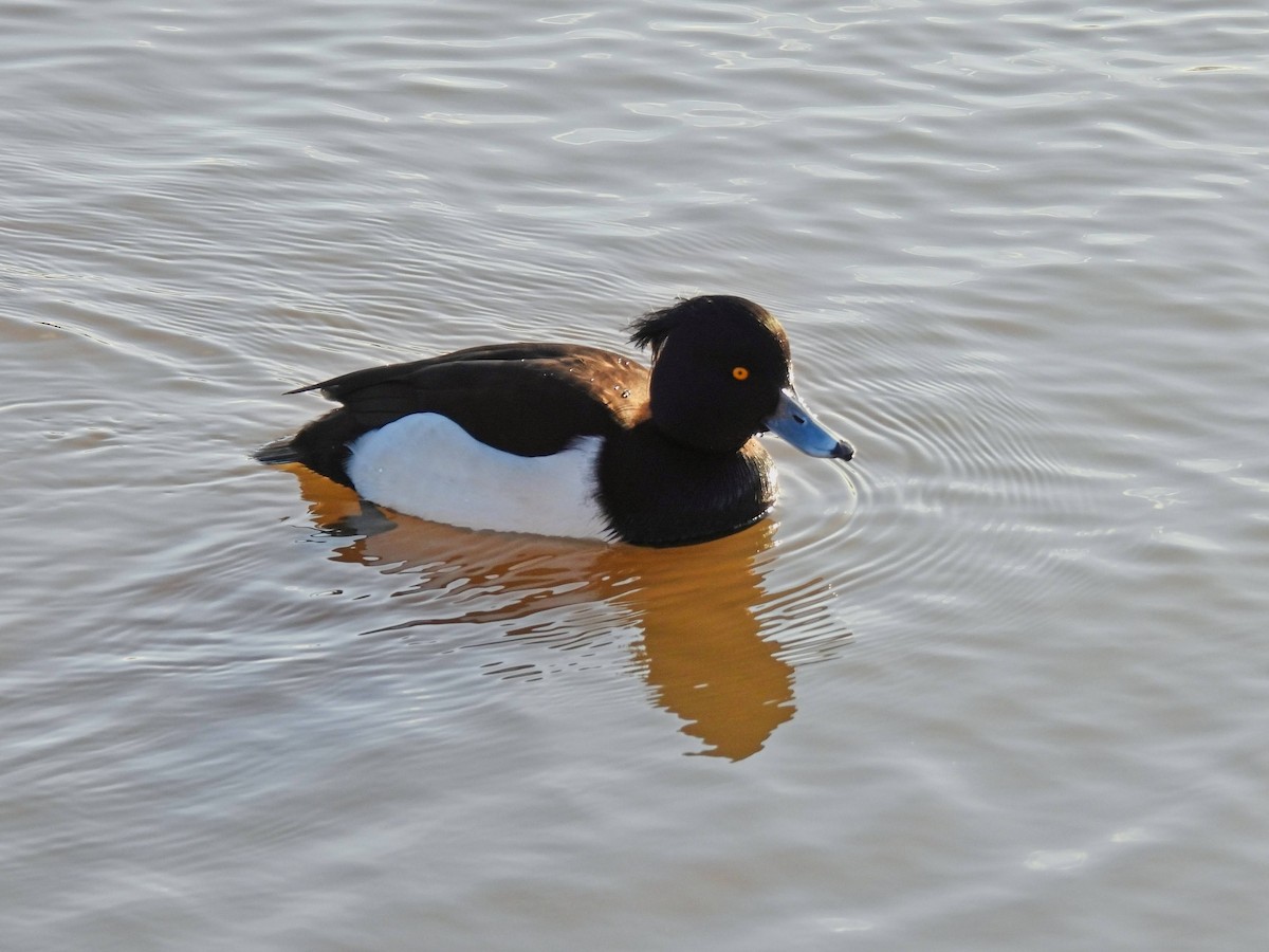 Tufted Duck - ML613353553