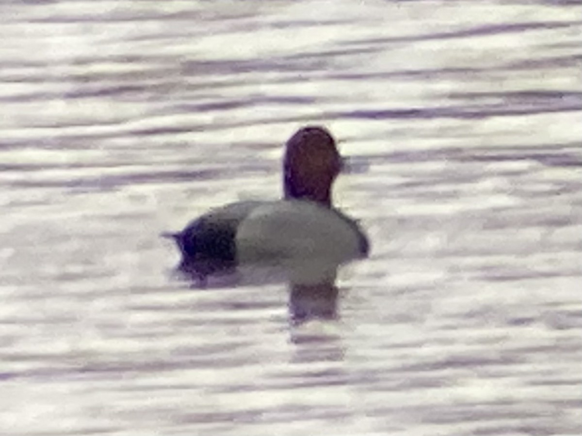 Redhead - ML613353599