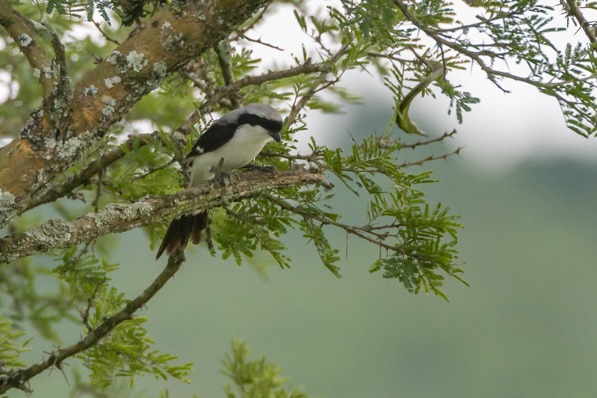 Gray-backed Fiscal - ML613353703