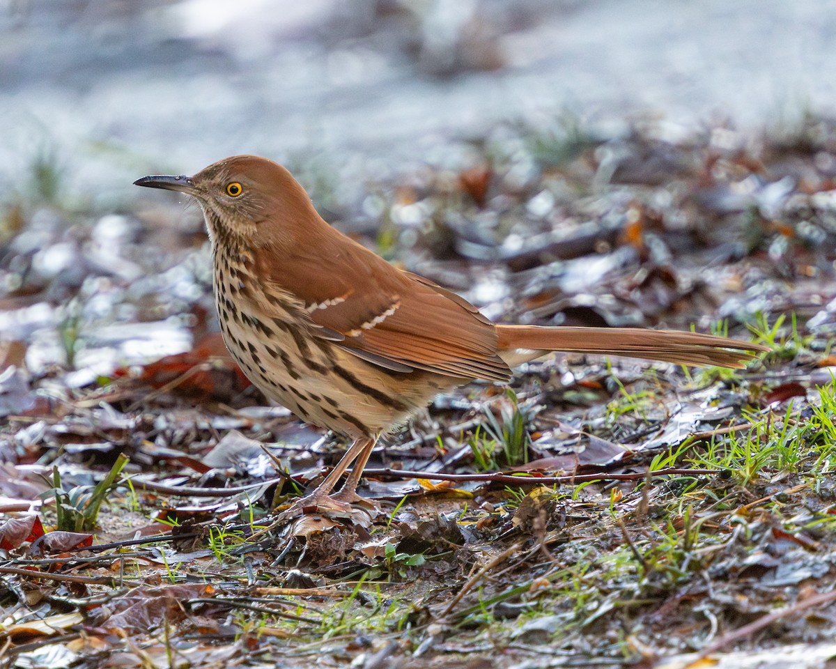 Brown Thrasher - ML613353781