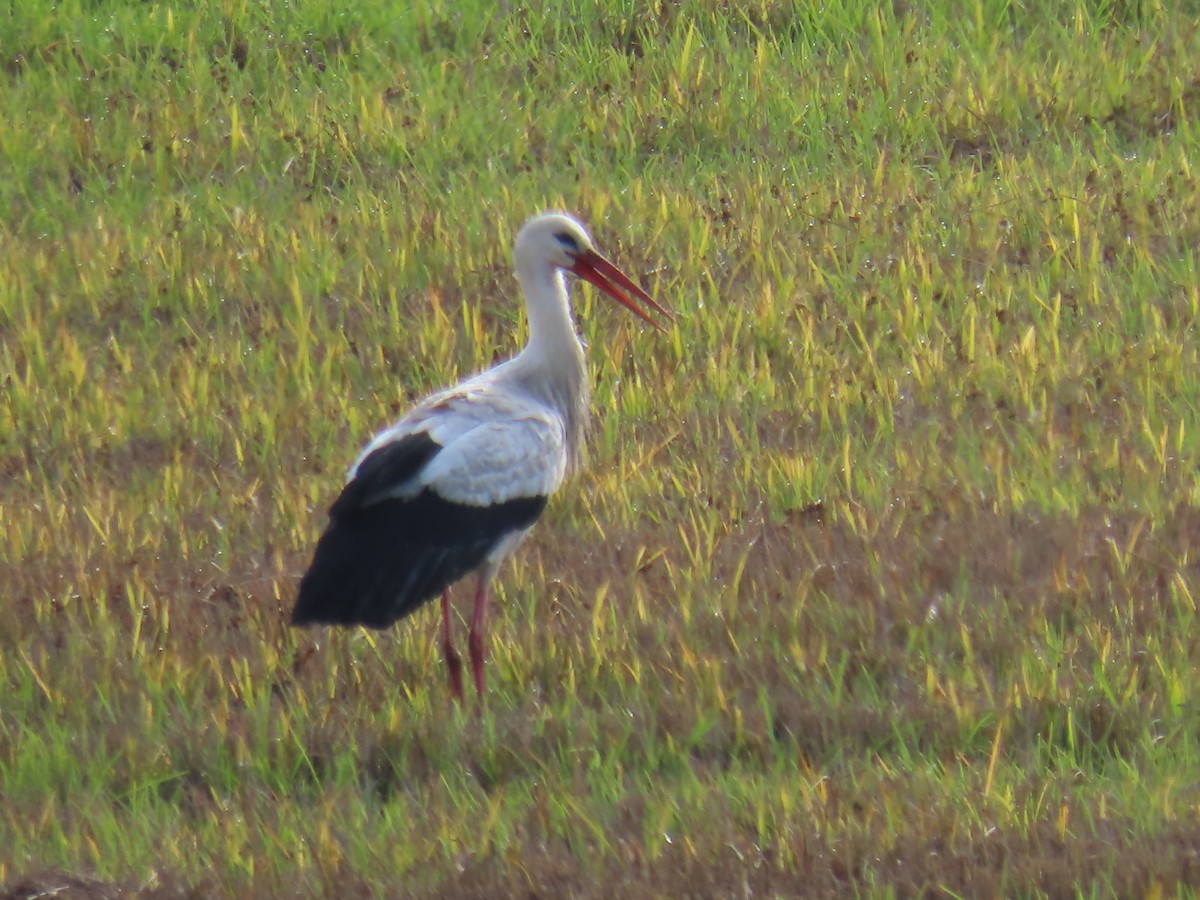 White Stork - ML613353869