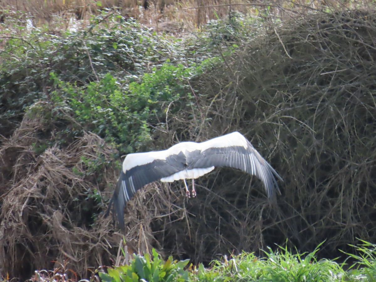 White Stork - Elizabeth Ferber