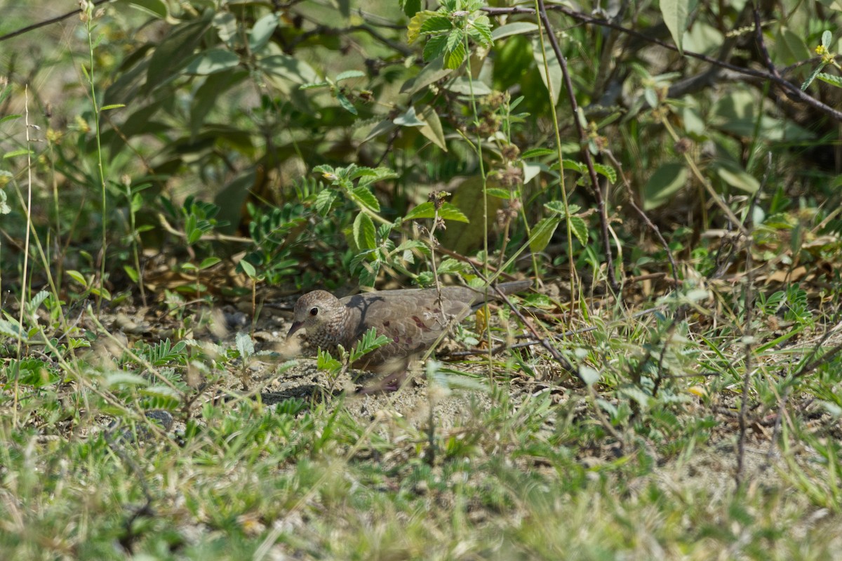 Common Ground Dove - Manuel Corradine