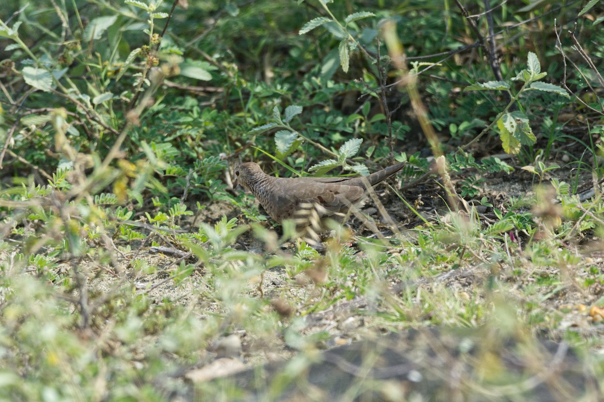 Common Ground Dove - ML613353903