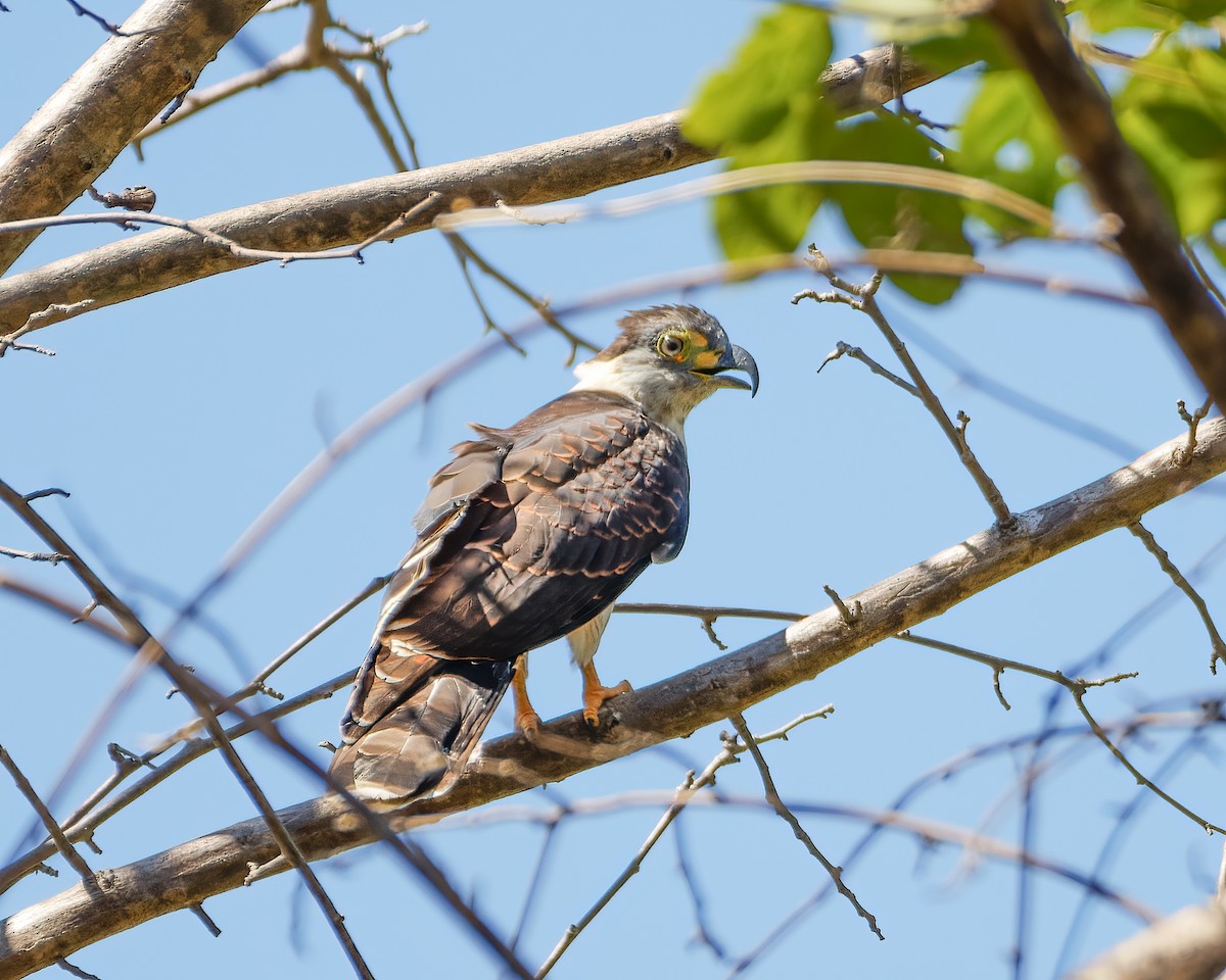 Hook-billed Kite - ML613353908