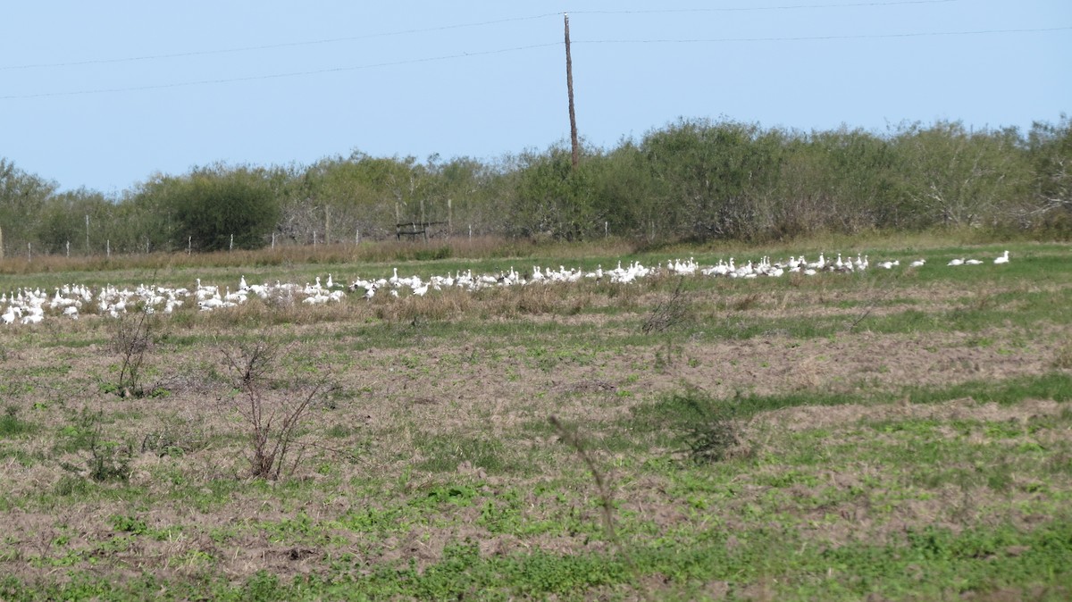 Snow Goose - ML613354002