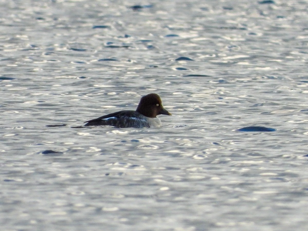 Common Goldeneye - ML613354006