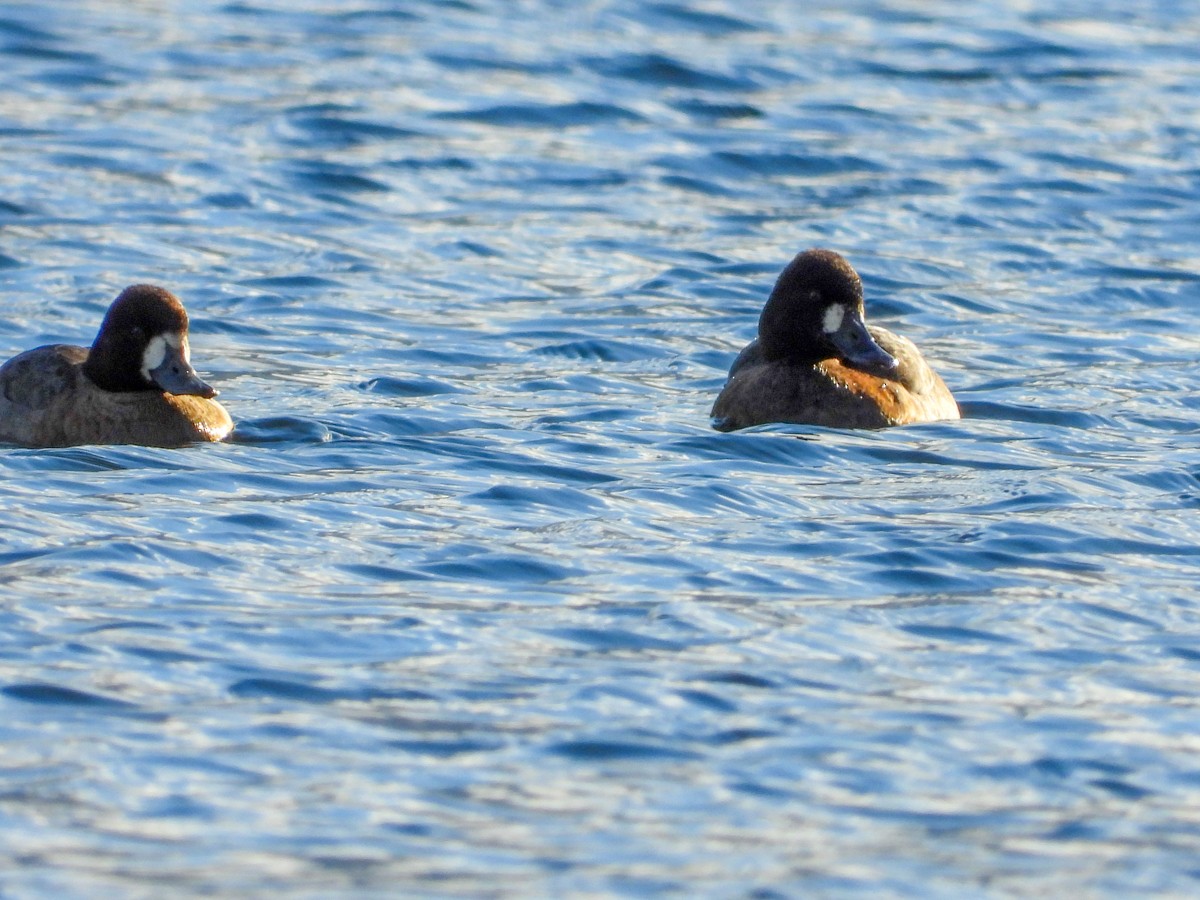 Lesser Scaup - ML613354018