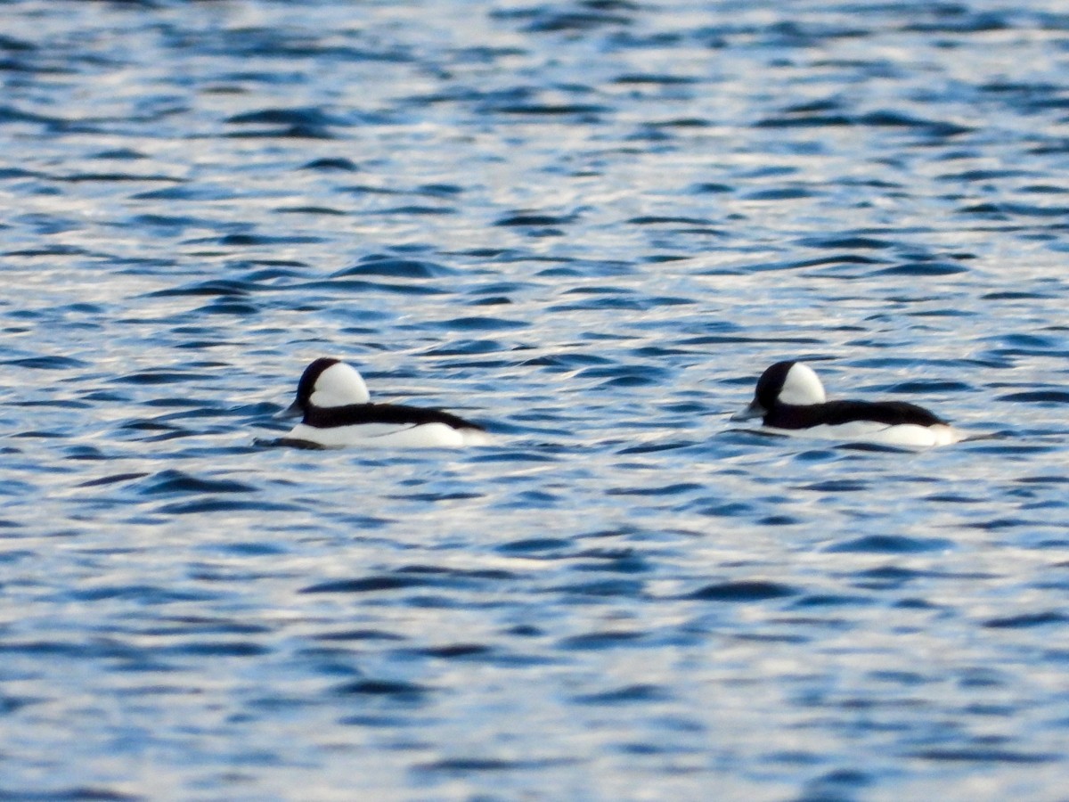 Bufflehead - ML613354052