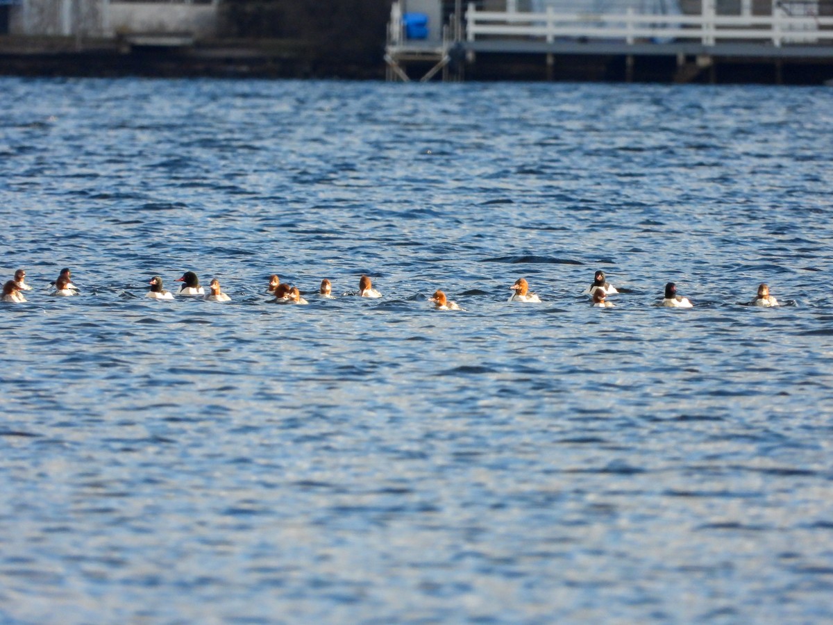 Common Merganser - ML613354061