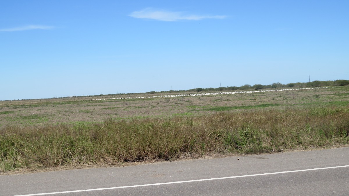 Snow Goose - ML613354066