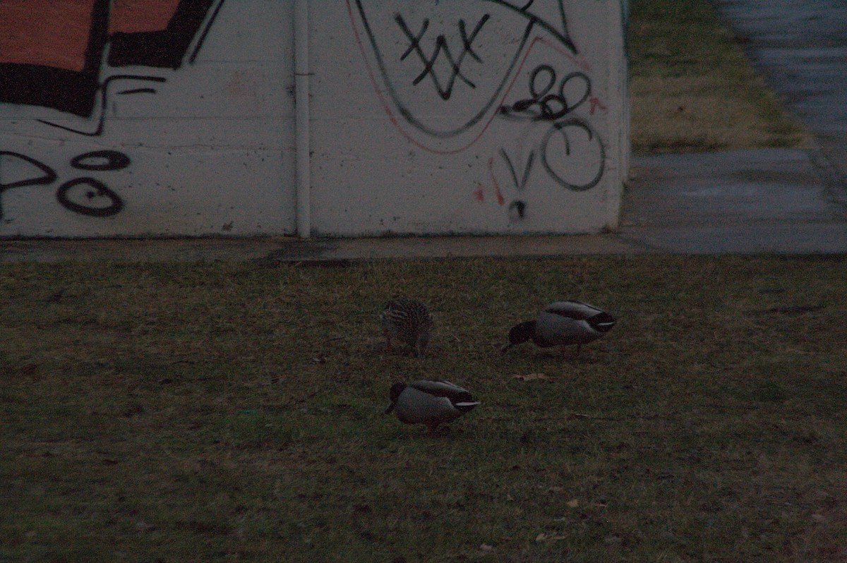 Germano reale - ML613354118