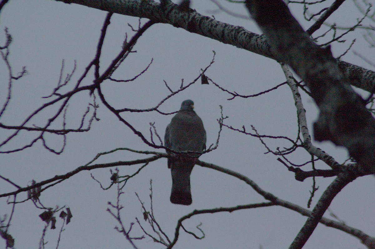 Colombaccio - ML613354121