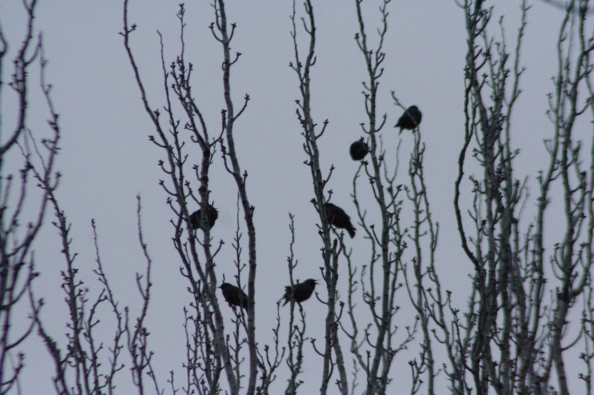 Storno nero - ML613354132