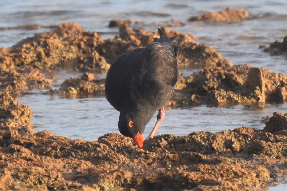 Sooty Oystercatcher - ML613354134