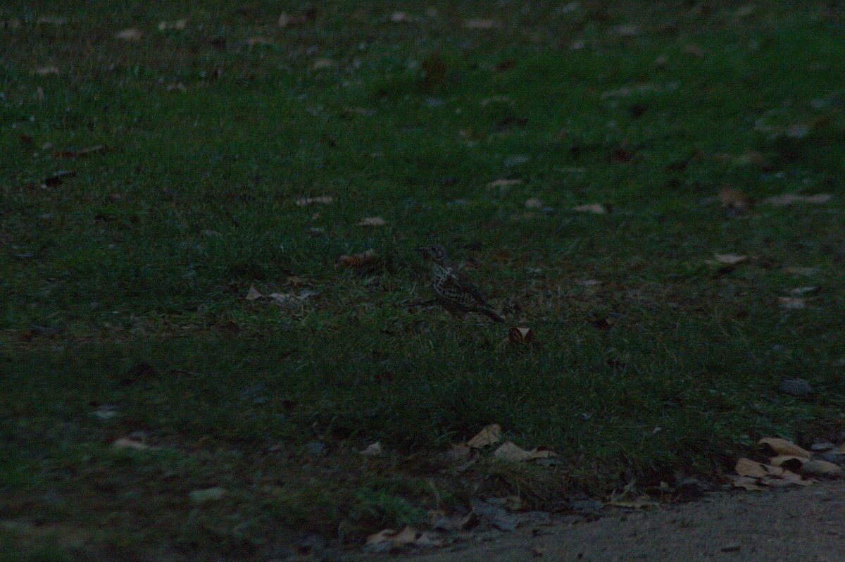 Tordela - ML613354150