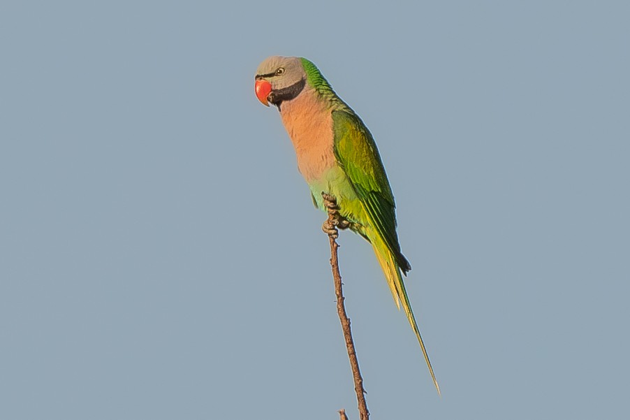 Red-breasted Parakeet - ML613354195
