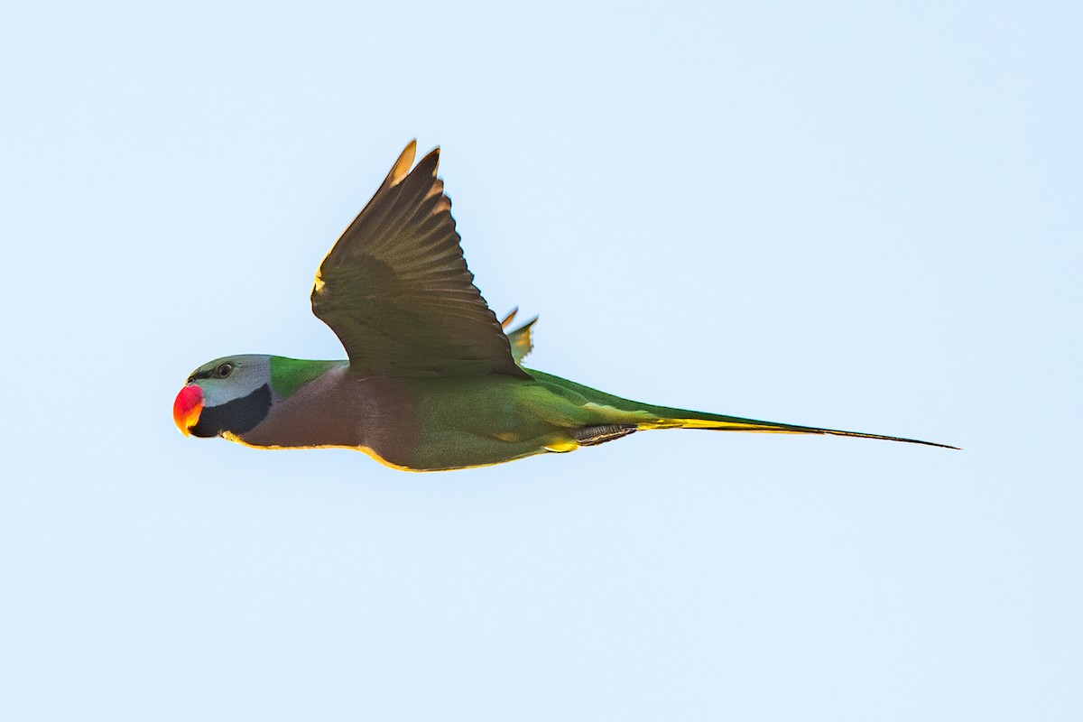 Red-breasted Parakeet - Dmitriy Aronov